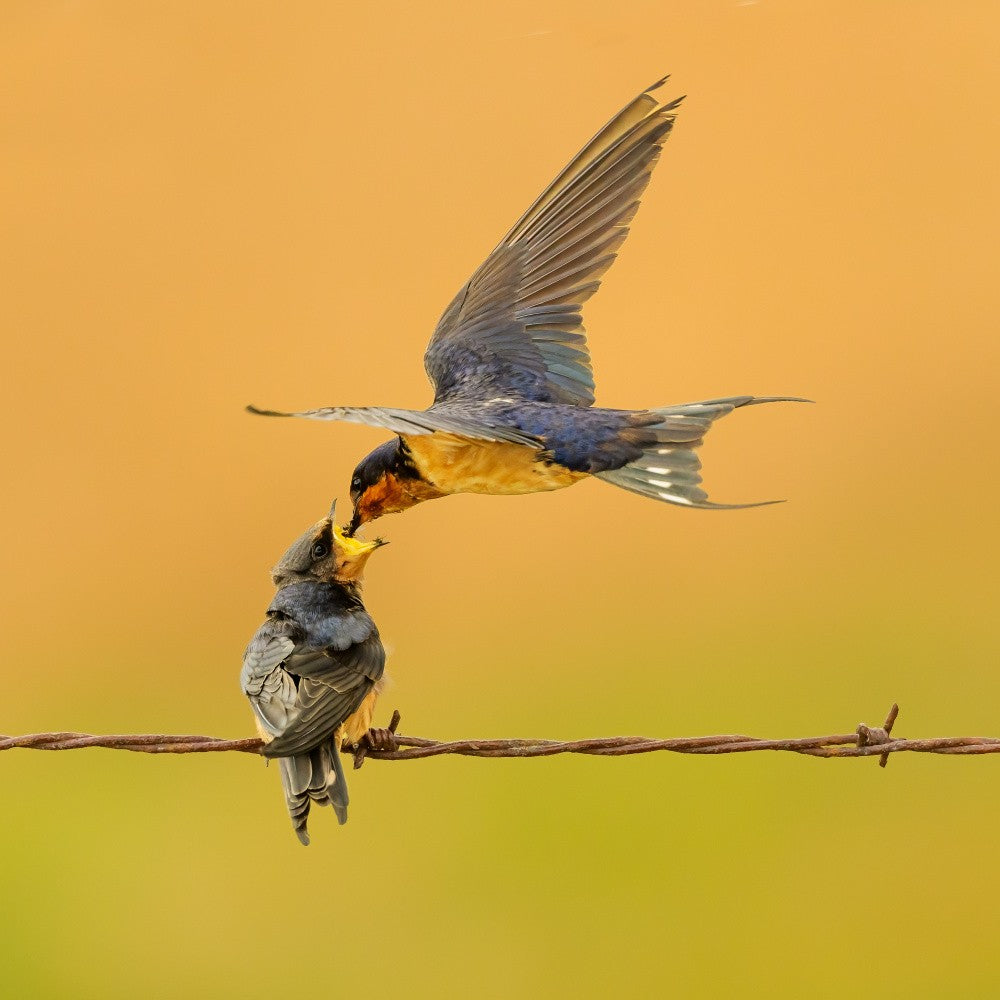 Barn swallow feeding