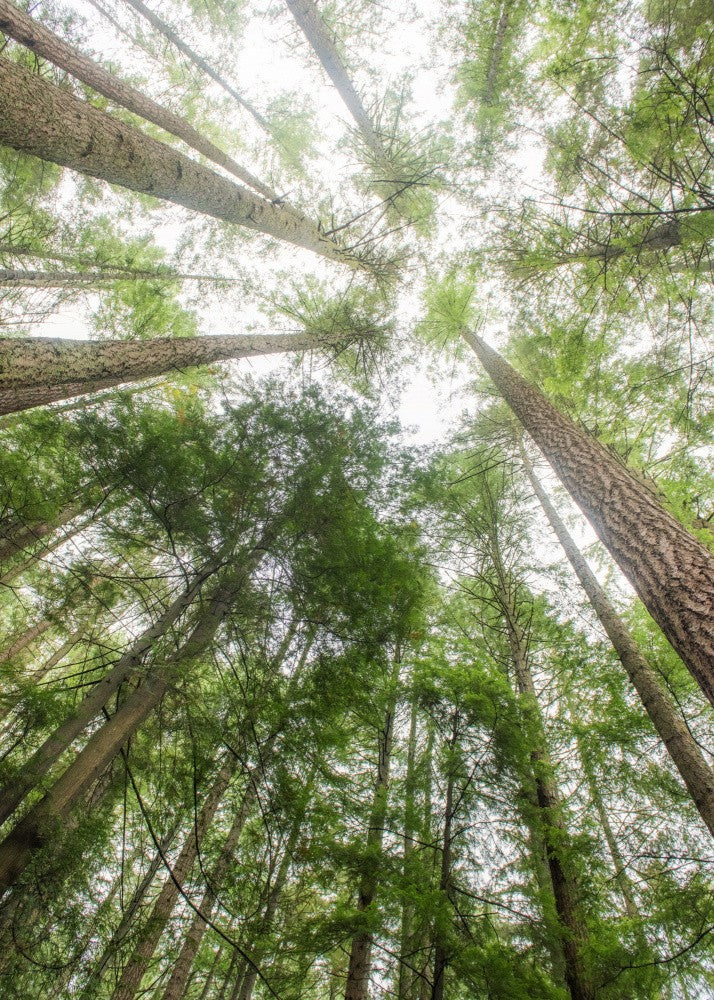 Forest Canopy