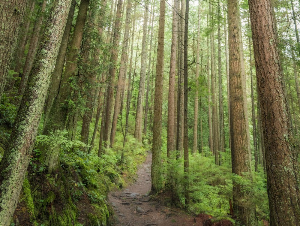 Forest Trail