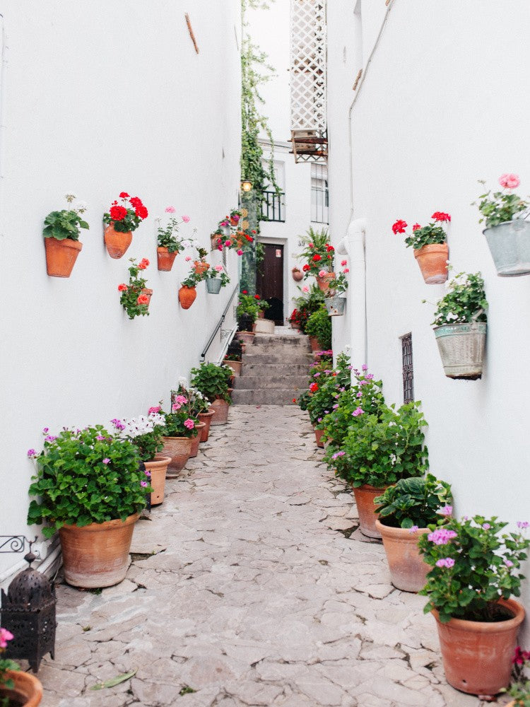 White Floral Street