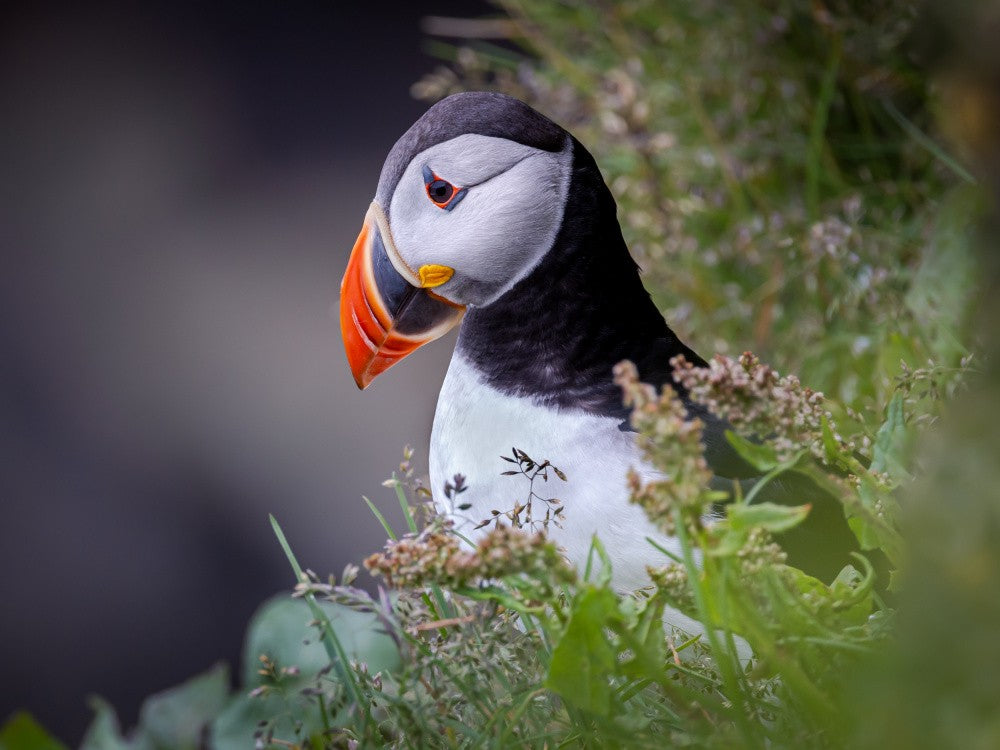 Atlantic Puffin
