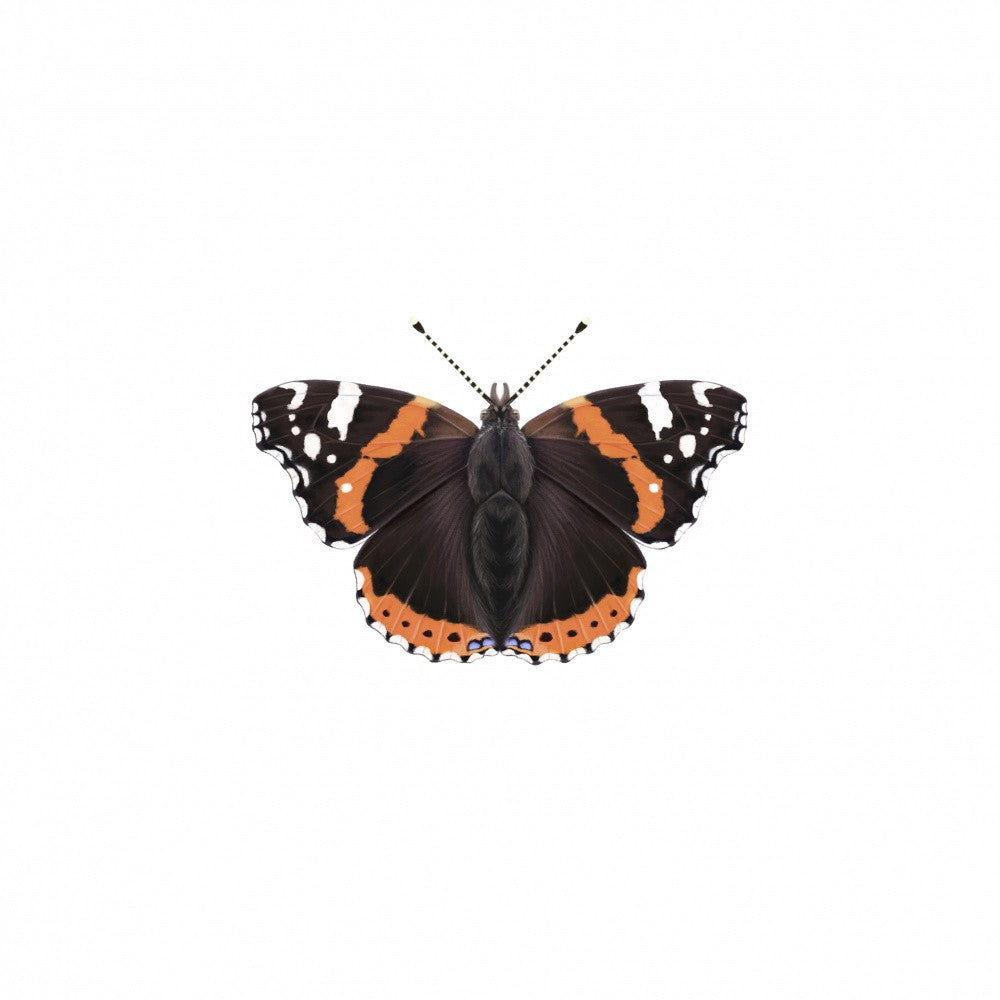 Roter Admiral