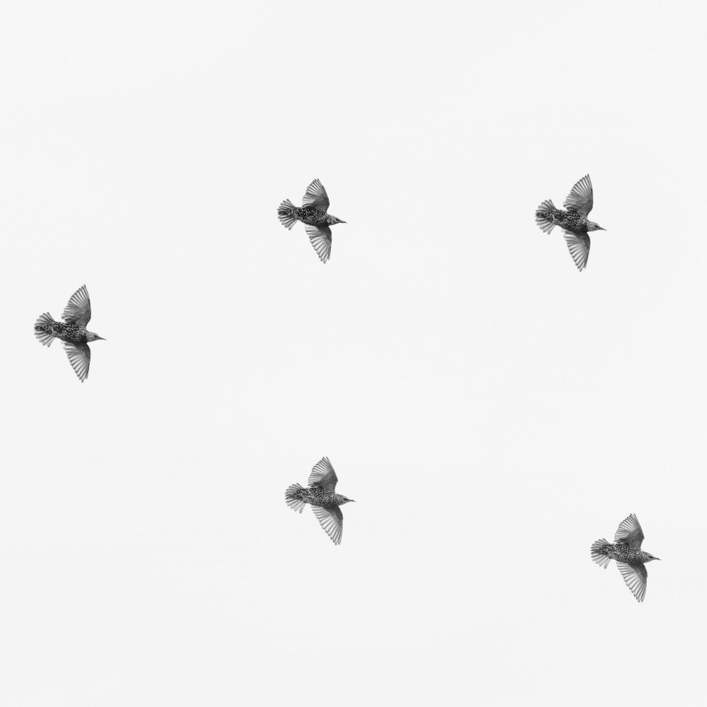 Sky Dance