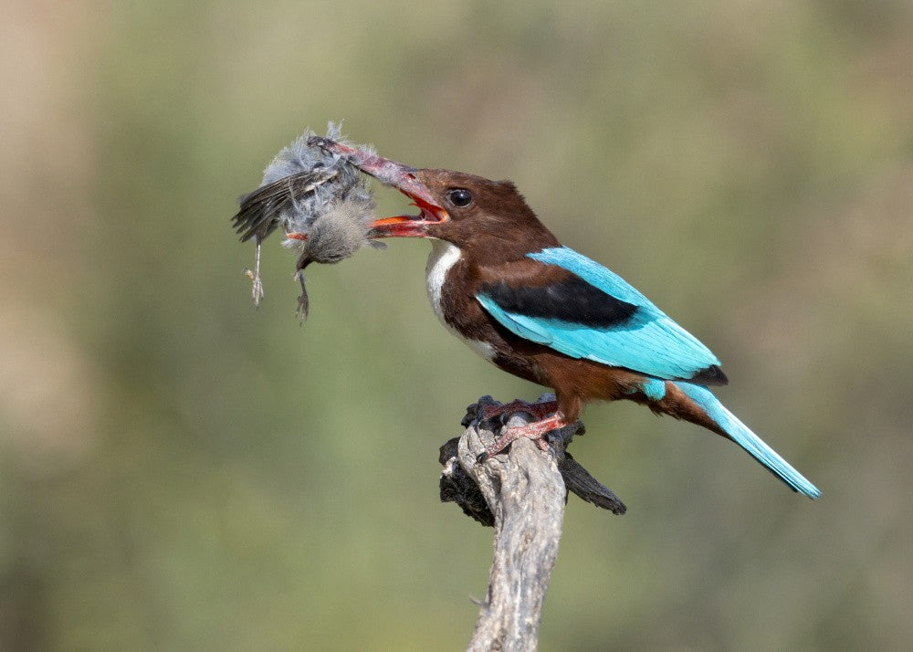 White-throated Kingfisher