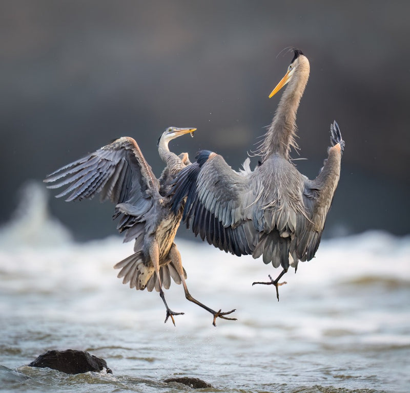 Conflict