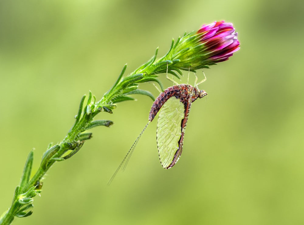 Pole vault