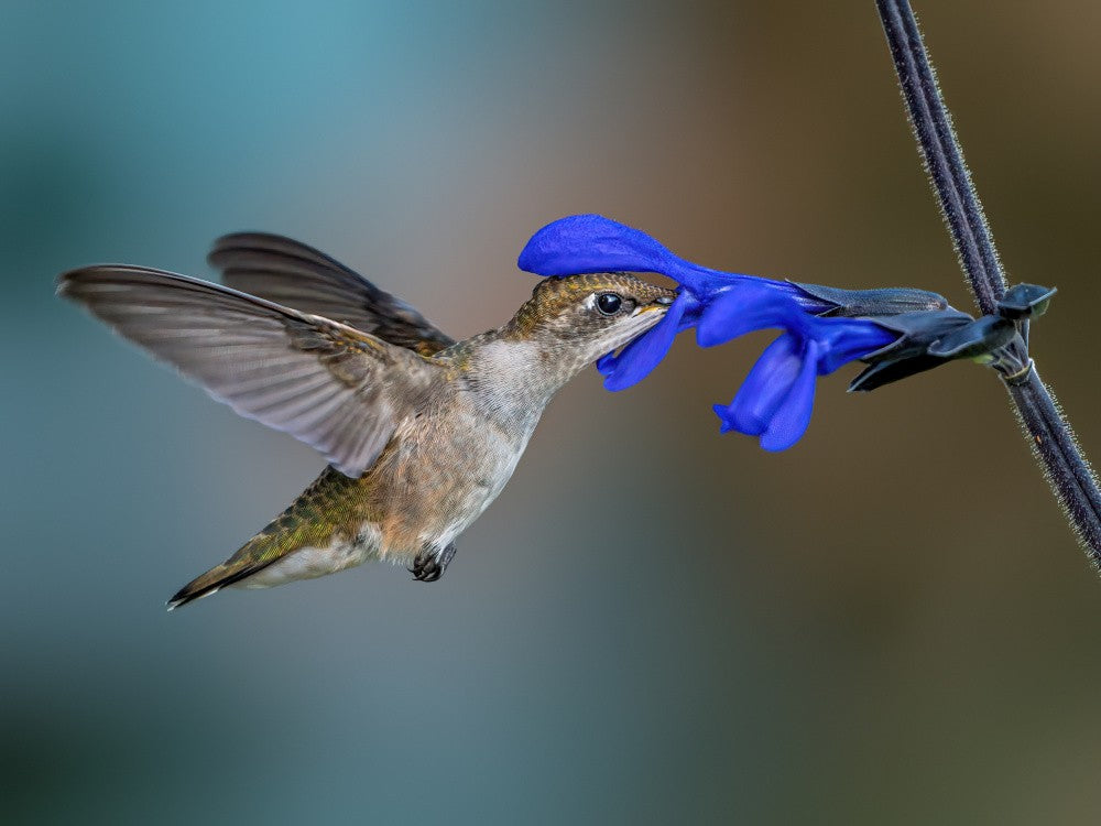 Ruby throated hummingbird