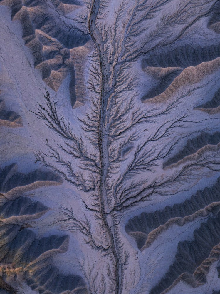 purple leaf