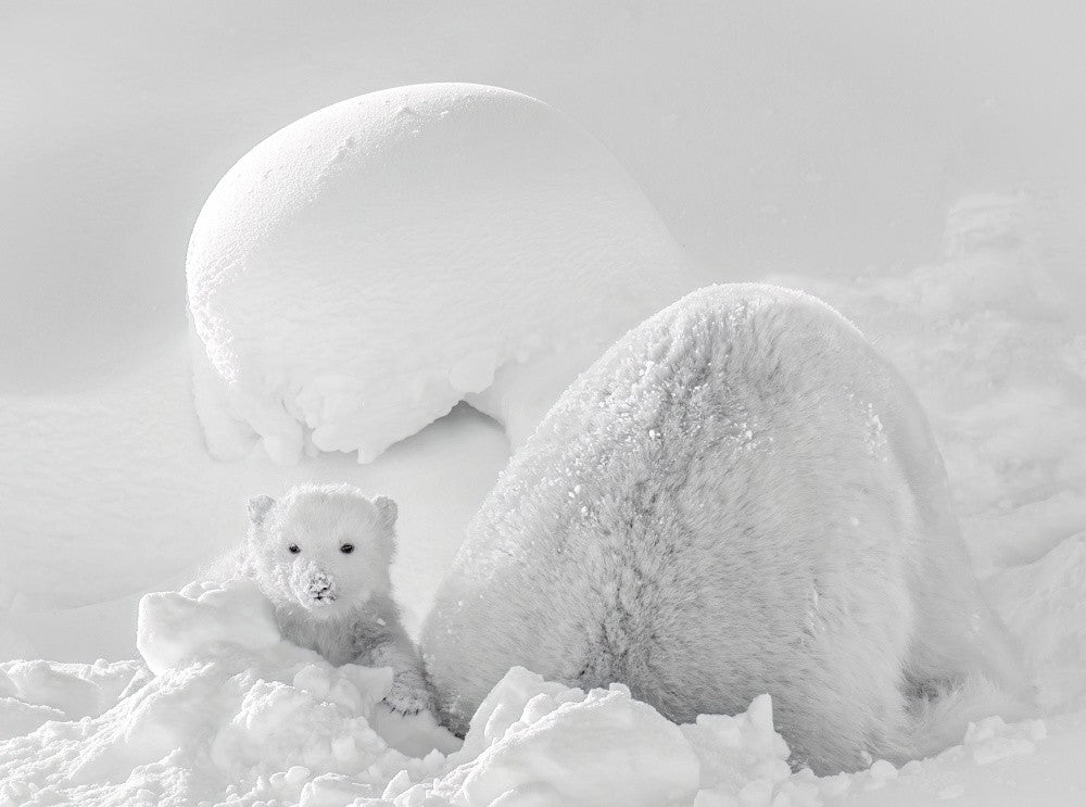 Polar bear cub in the snow