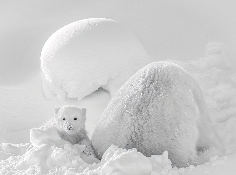 Polar bear cub in the snow
