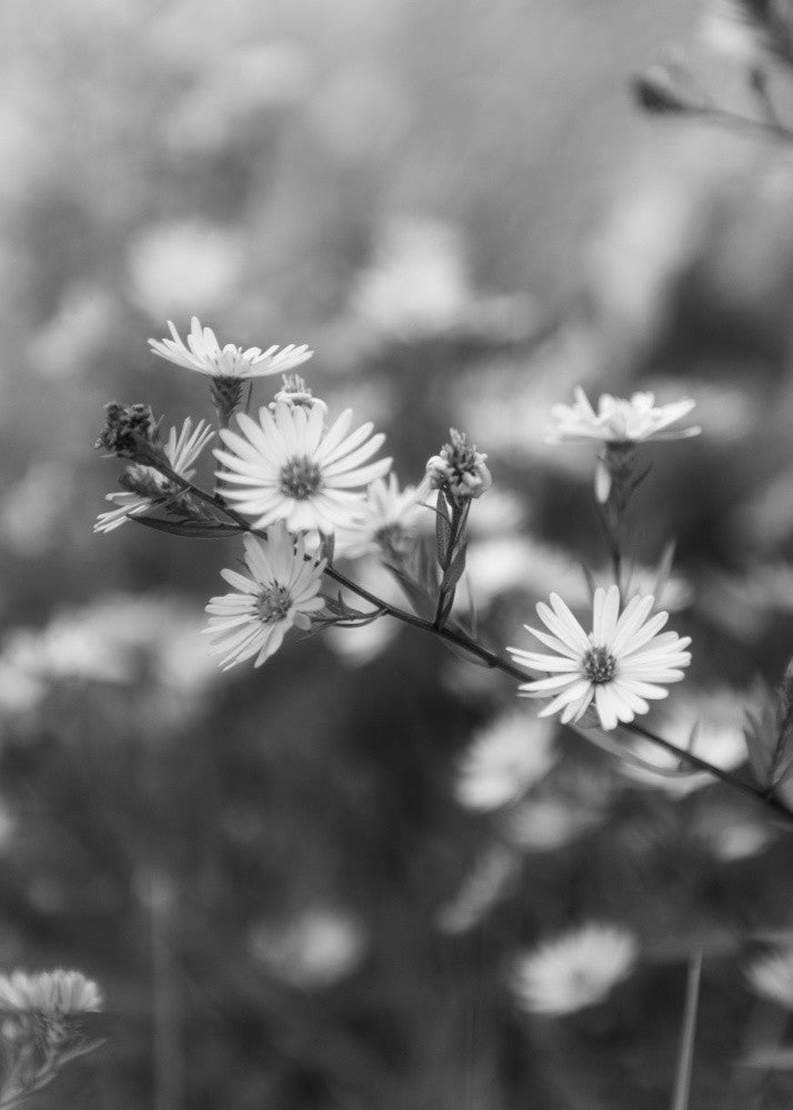 Spring Blooms