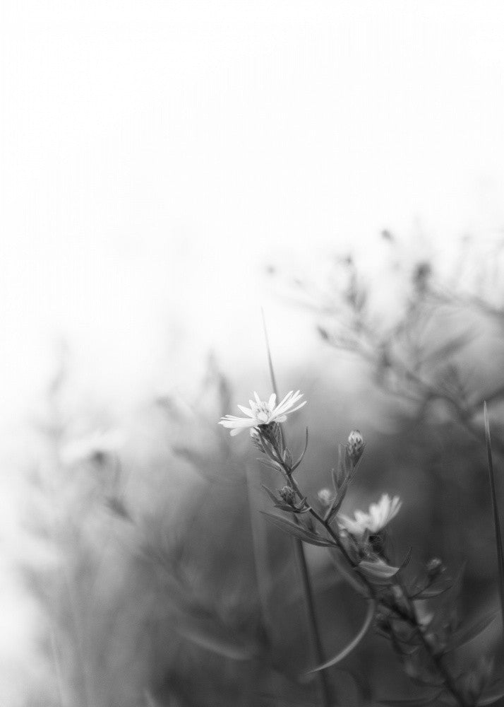 Fleurs Rêveuses