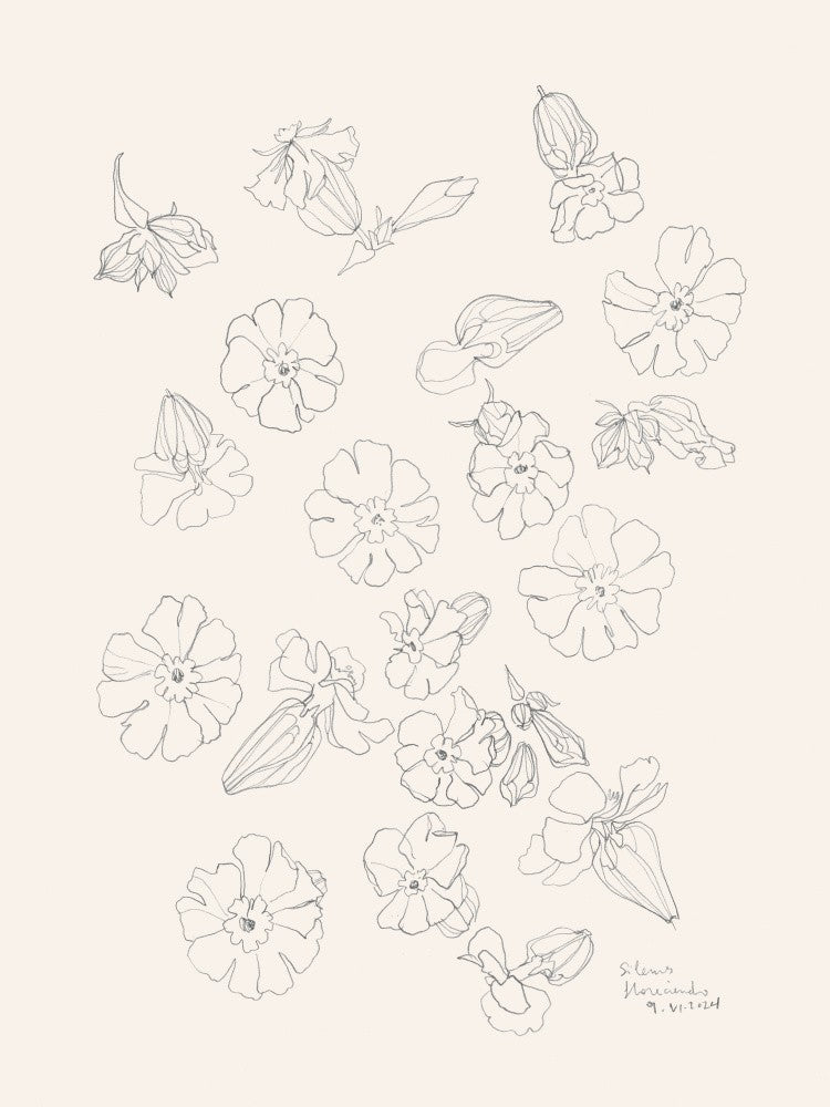 Blumen Bleistiftstudien Nr.2