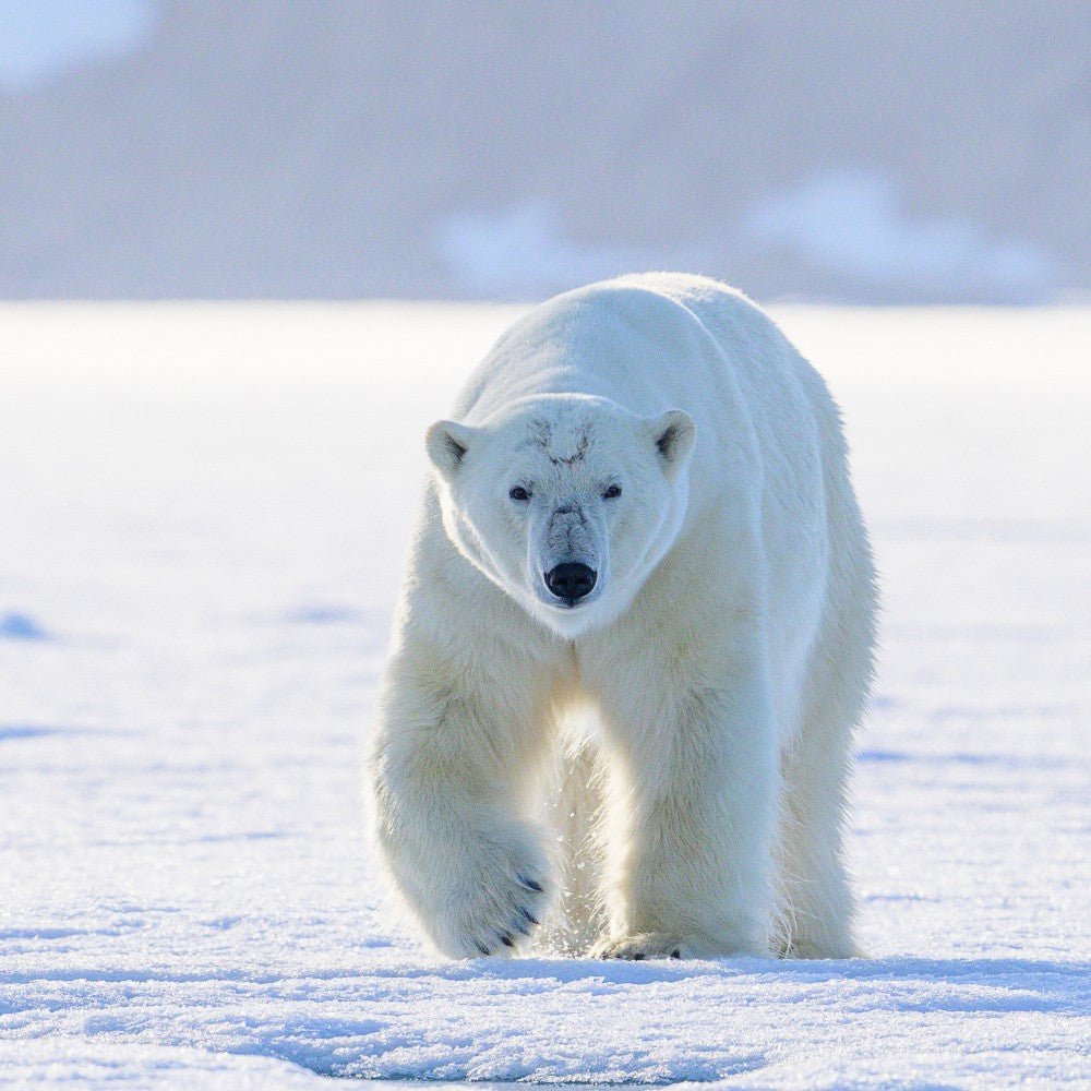 Apex Predator of the Arctic