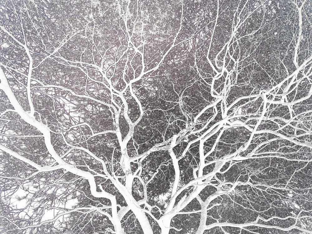 Winters Adern