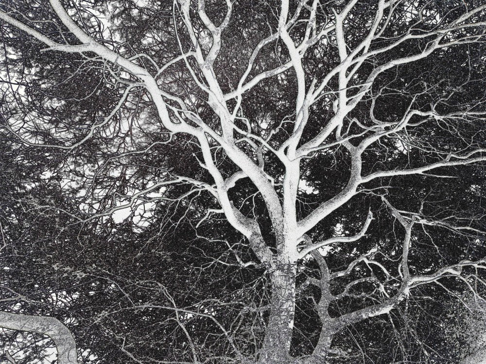 Winter's Veins