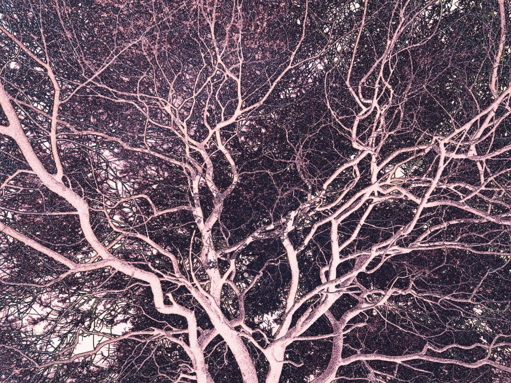 Twilight Branches