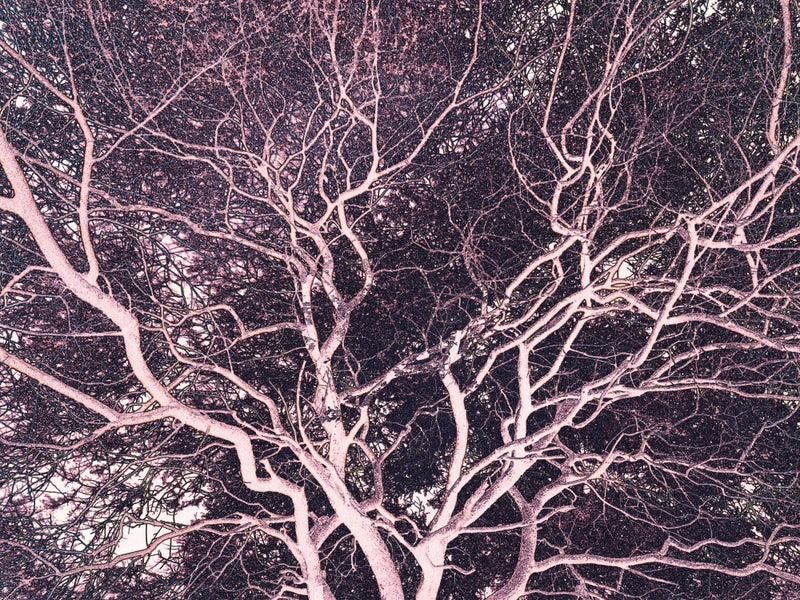 Twilight Branches