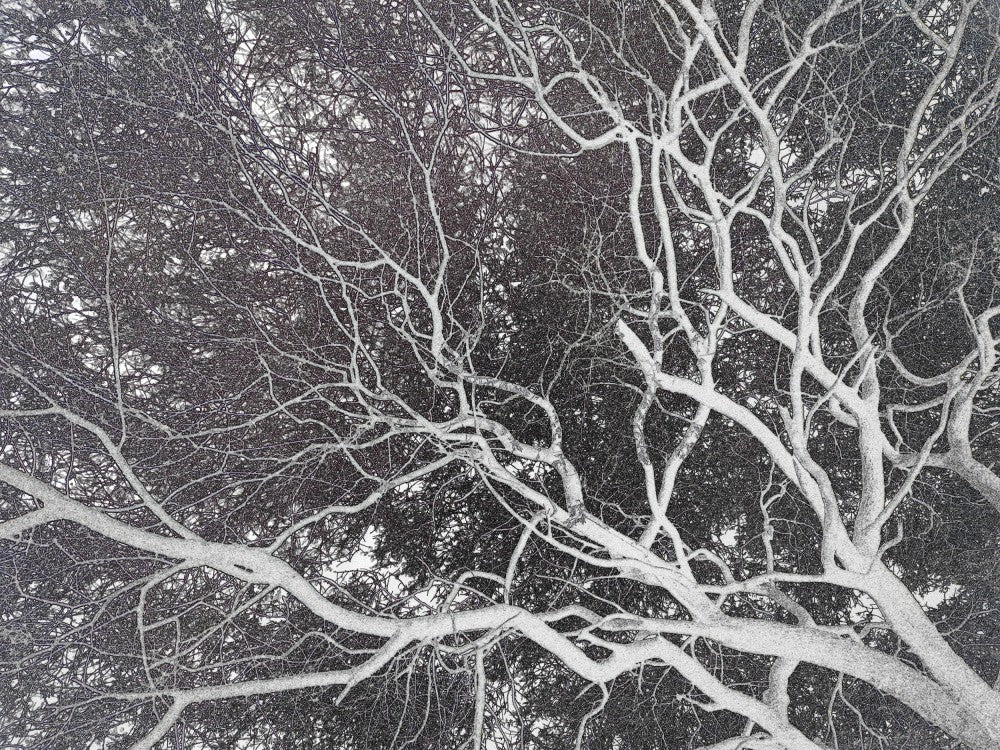 Winter's Embrace
