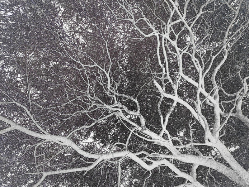 Winter's Embrace