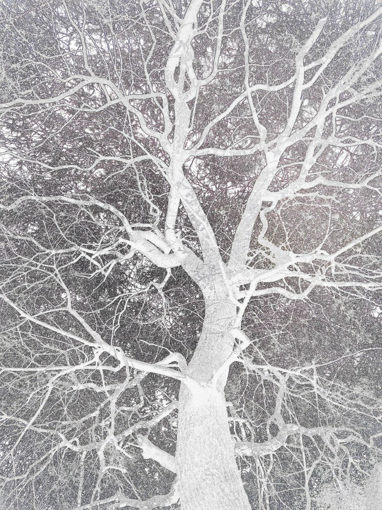 Winter Silhouette