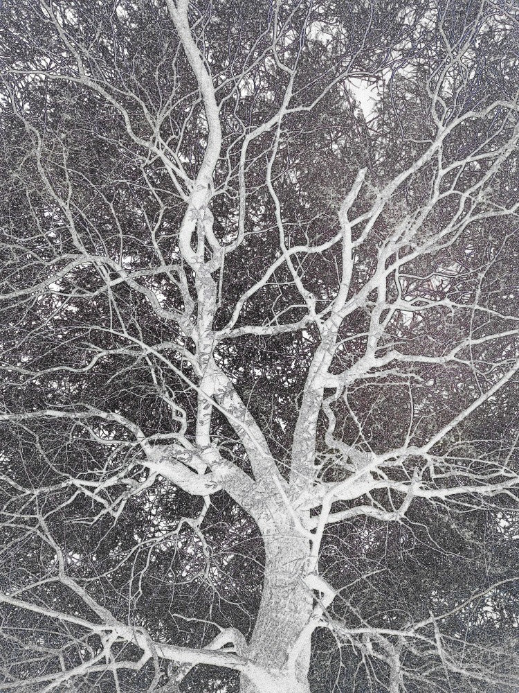Veines de l'Hiver