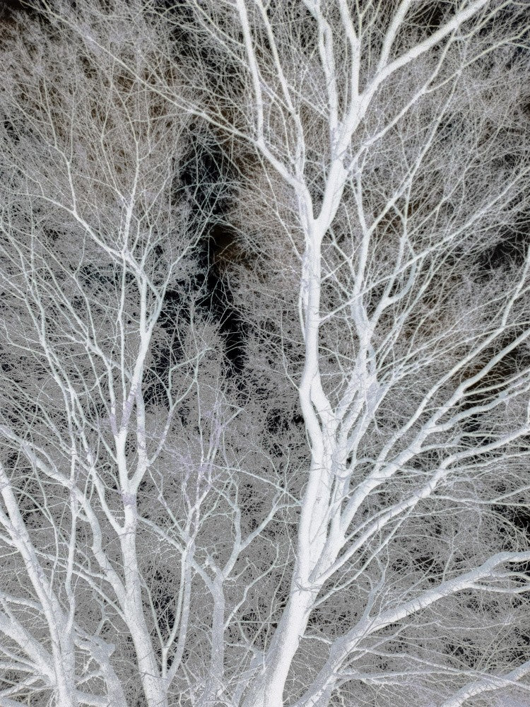 Ghostly Branches