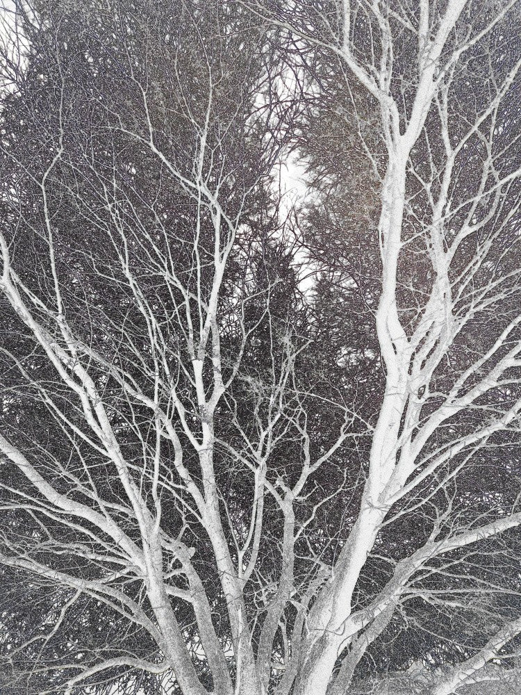 Winter's Whispering