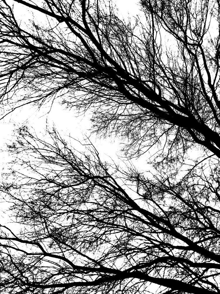 Bare Branch Silhouette