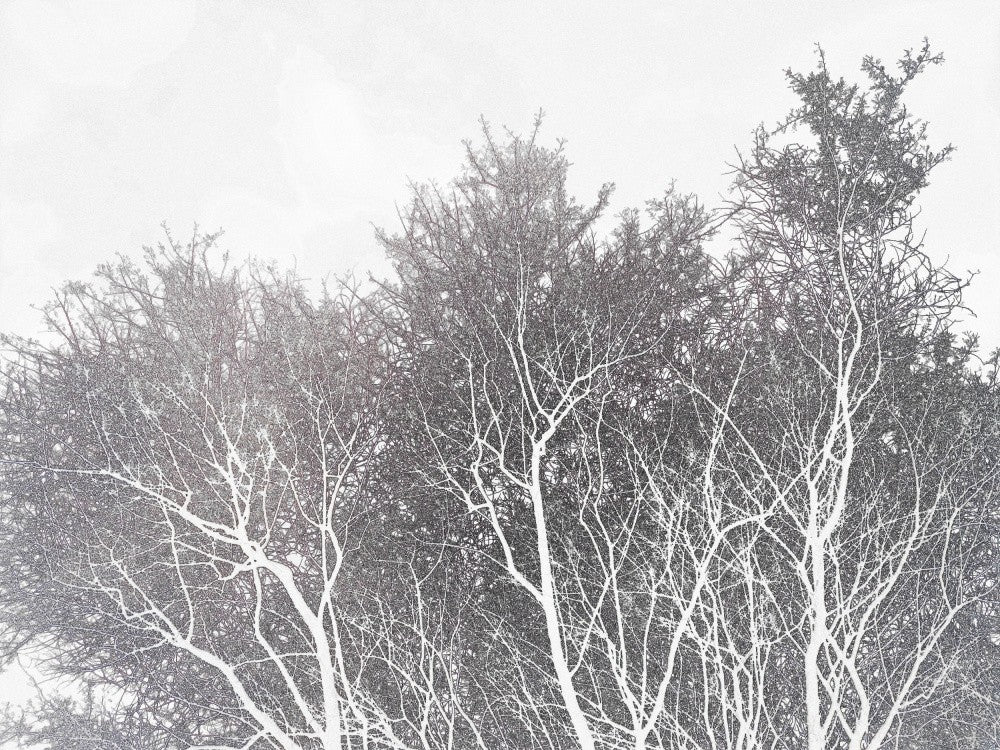Winter's Embrace