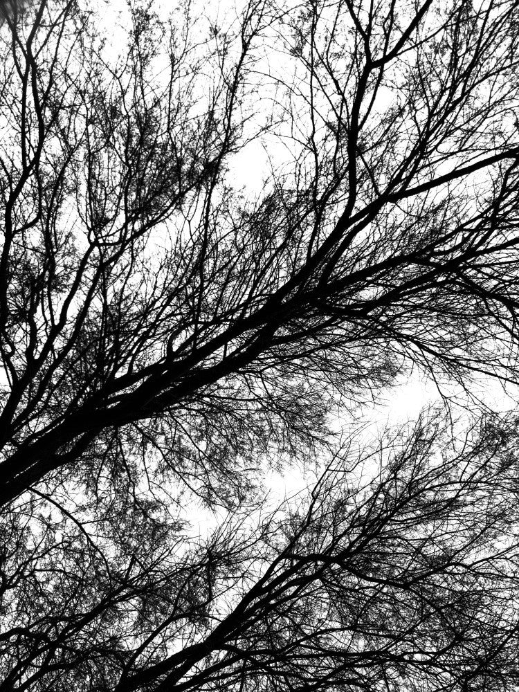 Branches in Silhouette