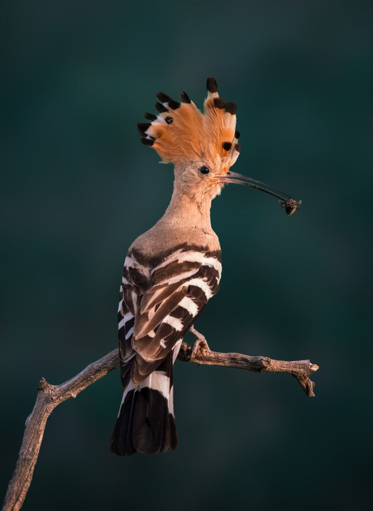 Hoopoe