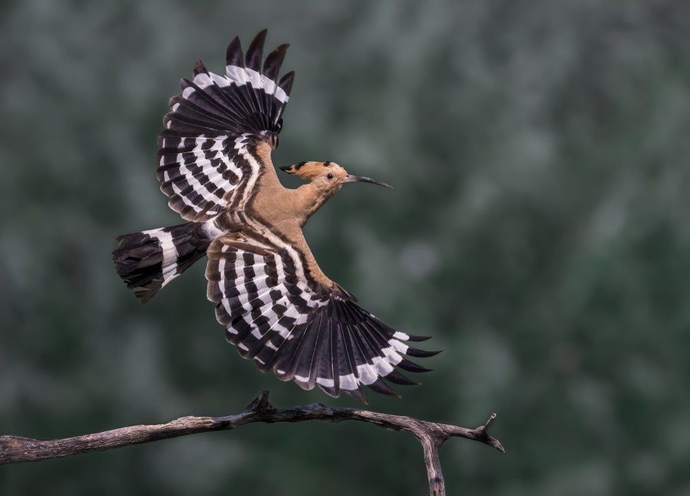 Flying Hoopoe