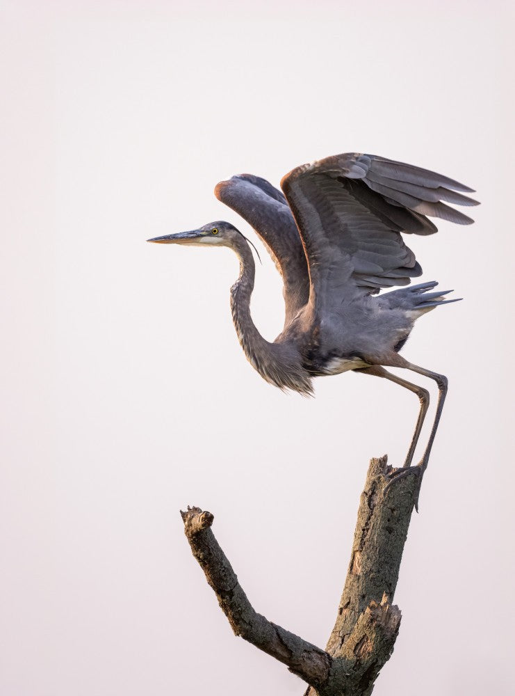 Taking off at sunset