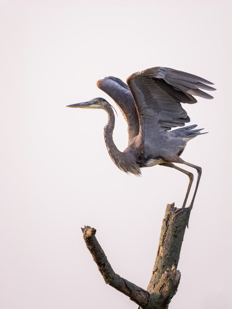 Taking off at sunset