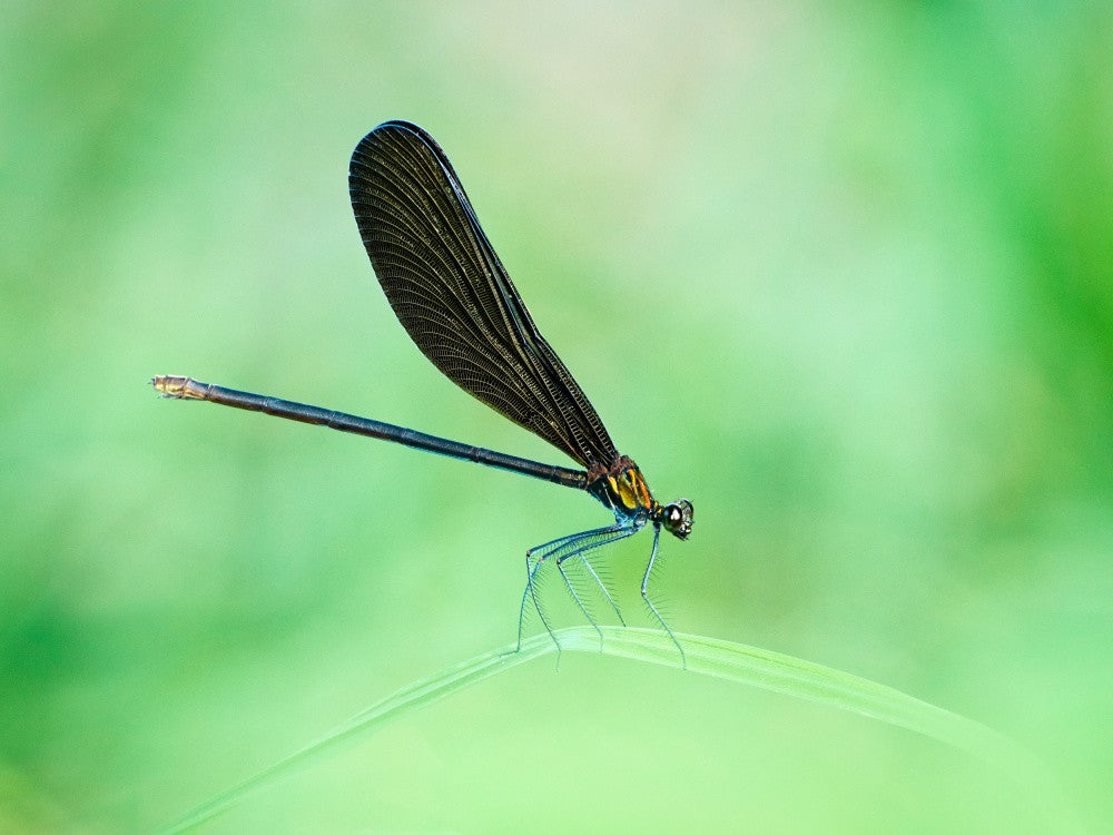 Atrocalopteryx atrata
