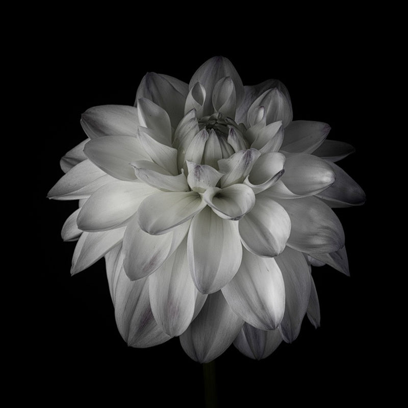 Dahlia