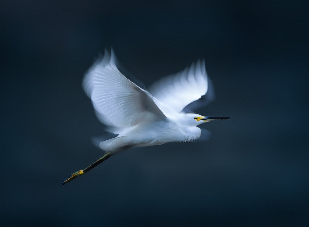 Snowy Egret