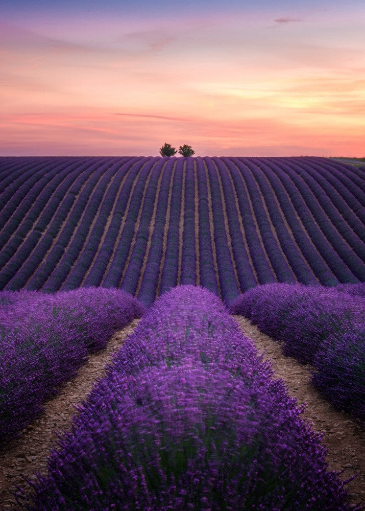 Lavender fild