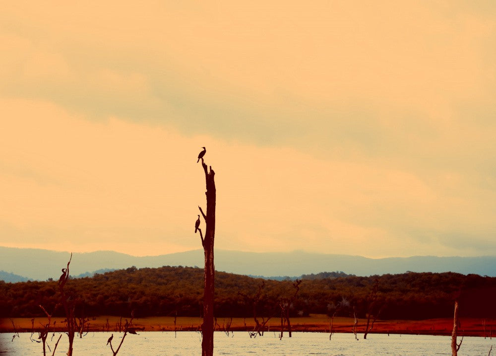 Tranquil Perch