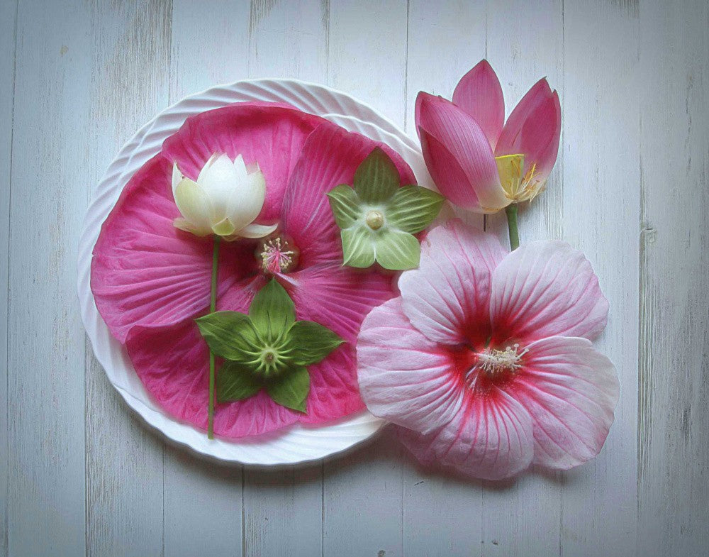 Lotus & Hibiscus