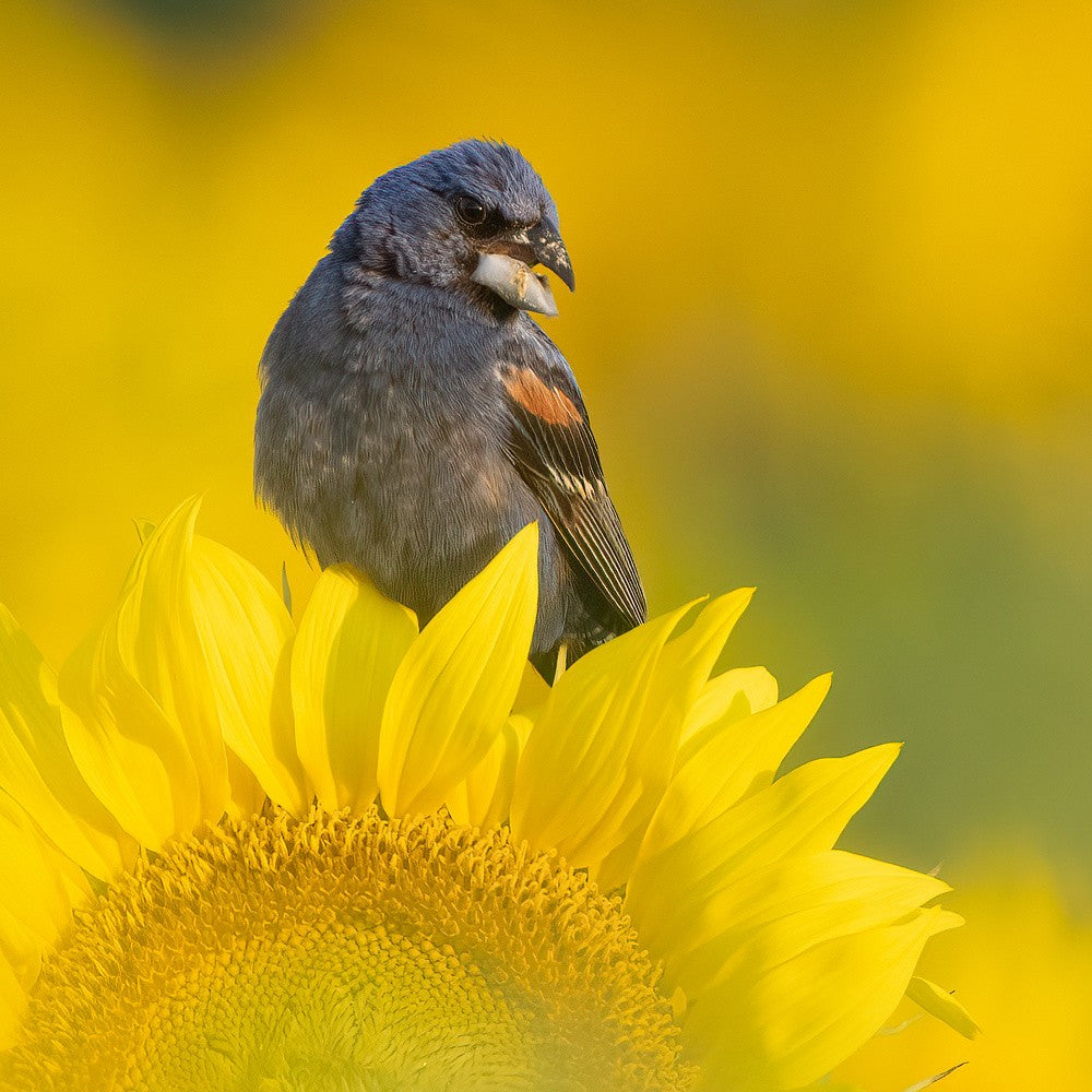 Blue Grosbeak and Sunflower
