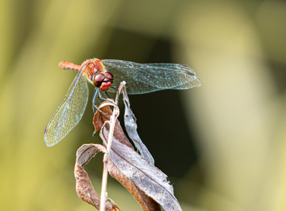 Sympetrum sanguineum