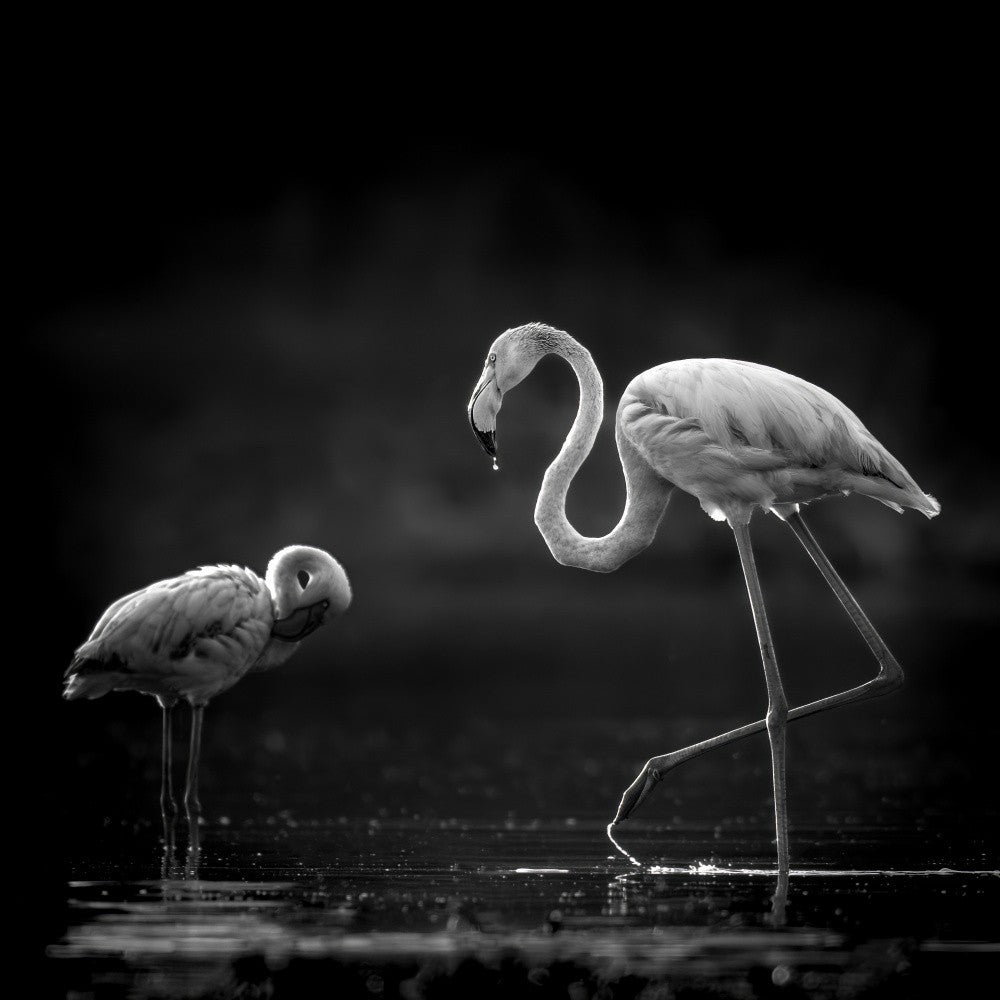 Zwei Flamingos