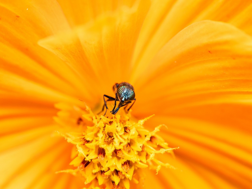 Fly -Orange world-