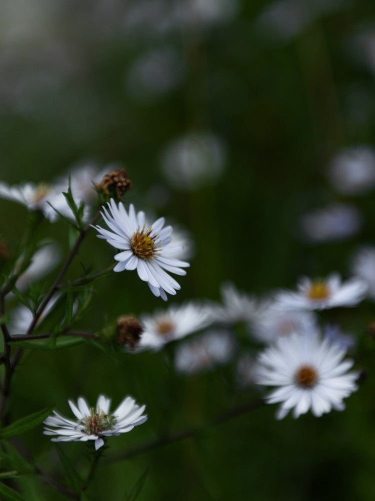 Nature in Bloom No. 1