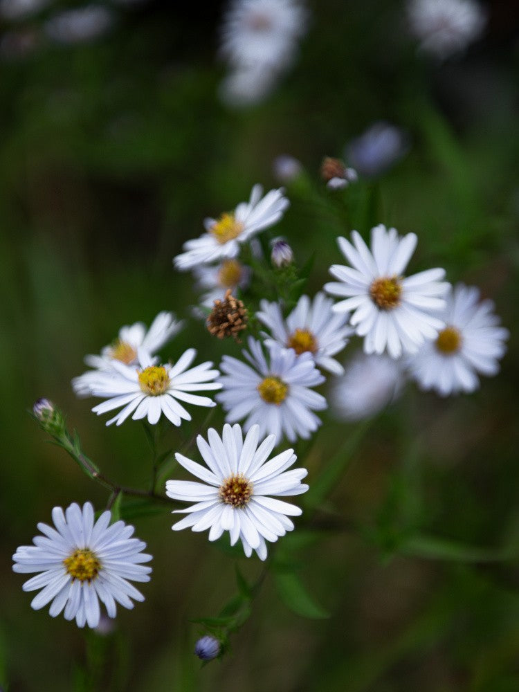 Nature in Bloom No. 2