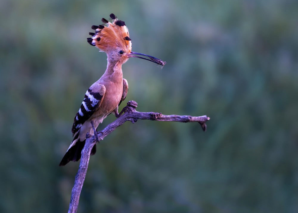 Hoopoe
