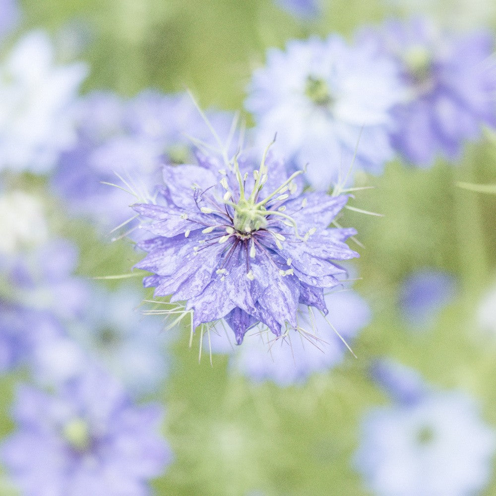 Purple Bloom No. 4