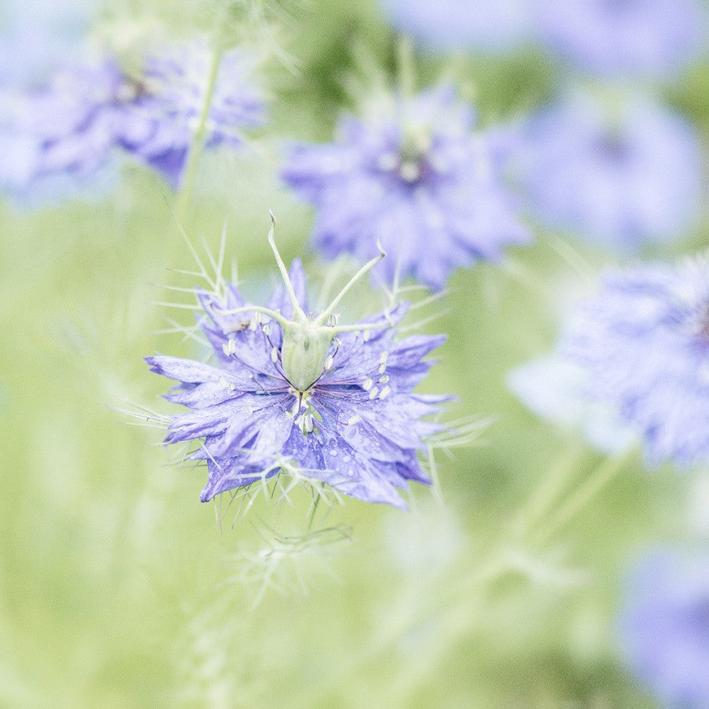 Purple Bloom No. 5
